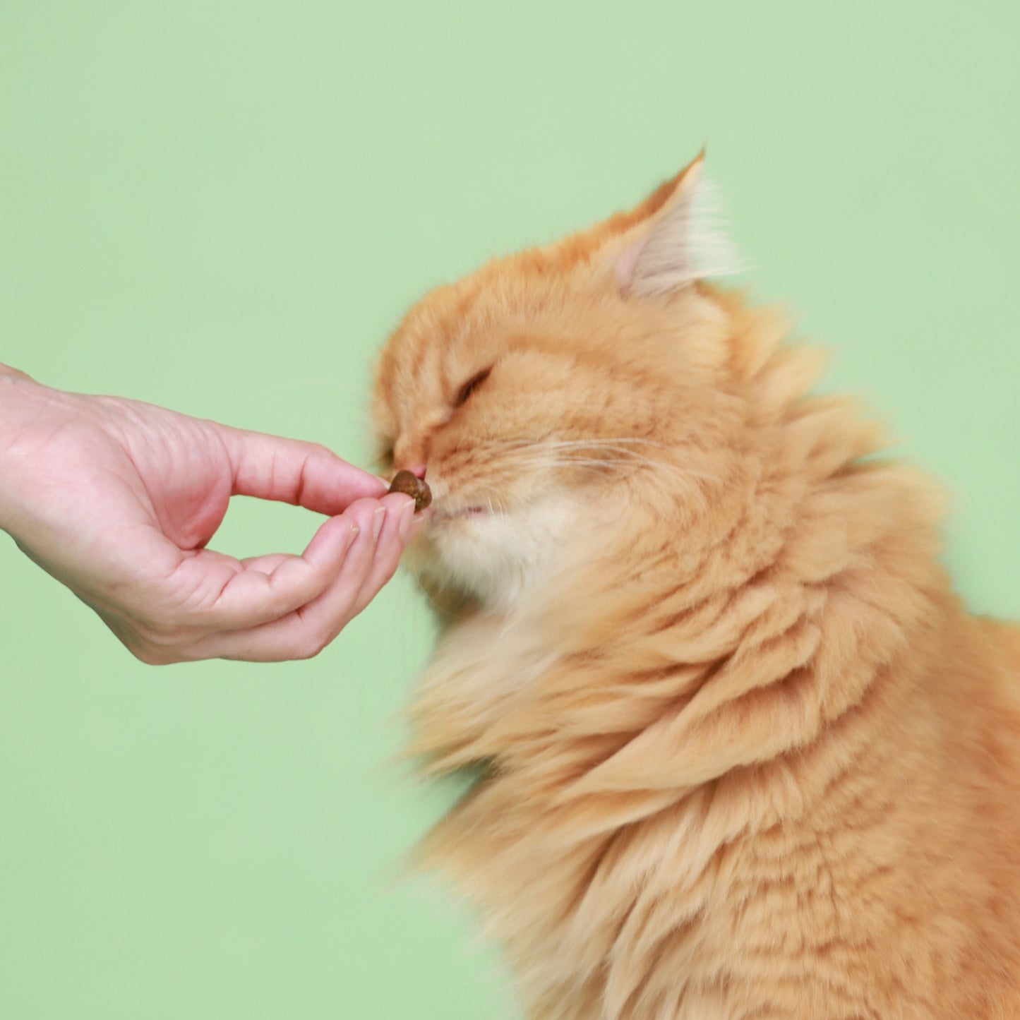 All Furr One Cat Multivitamins (120g)