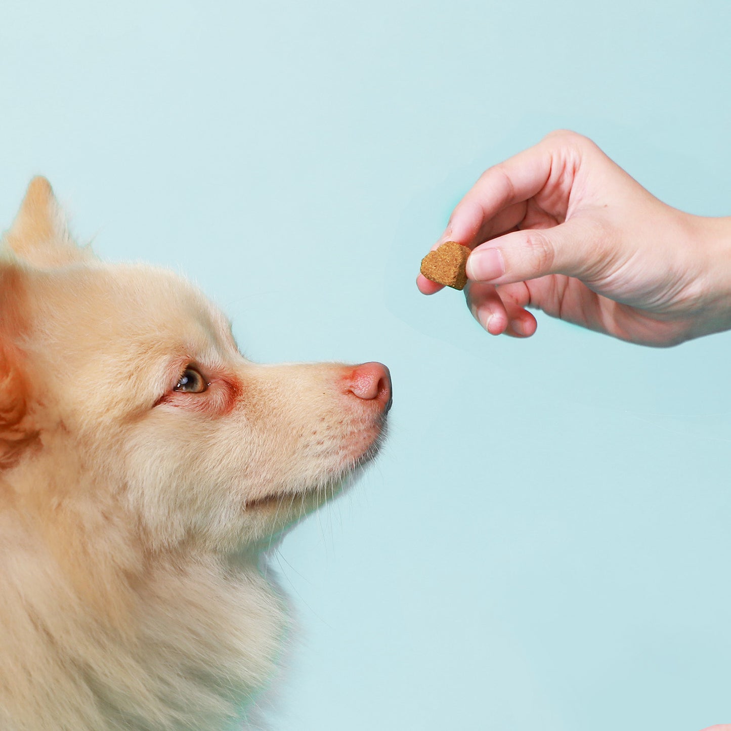 All Furr One Dog Multivitamins (300g)