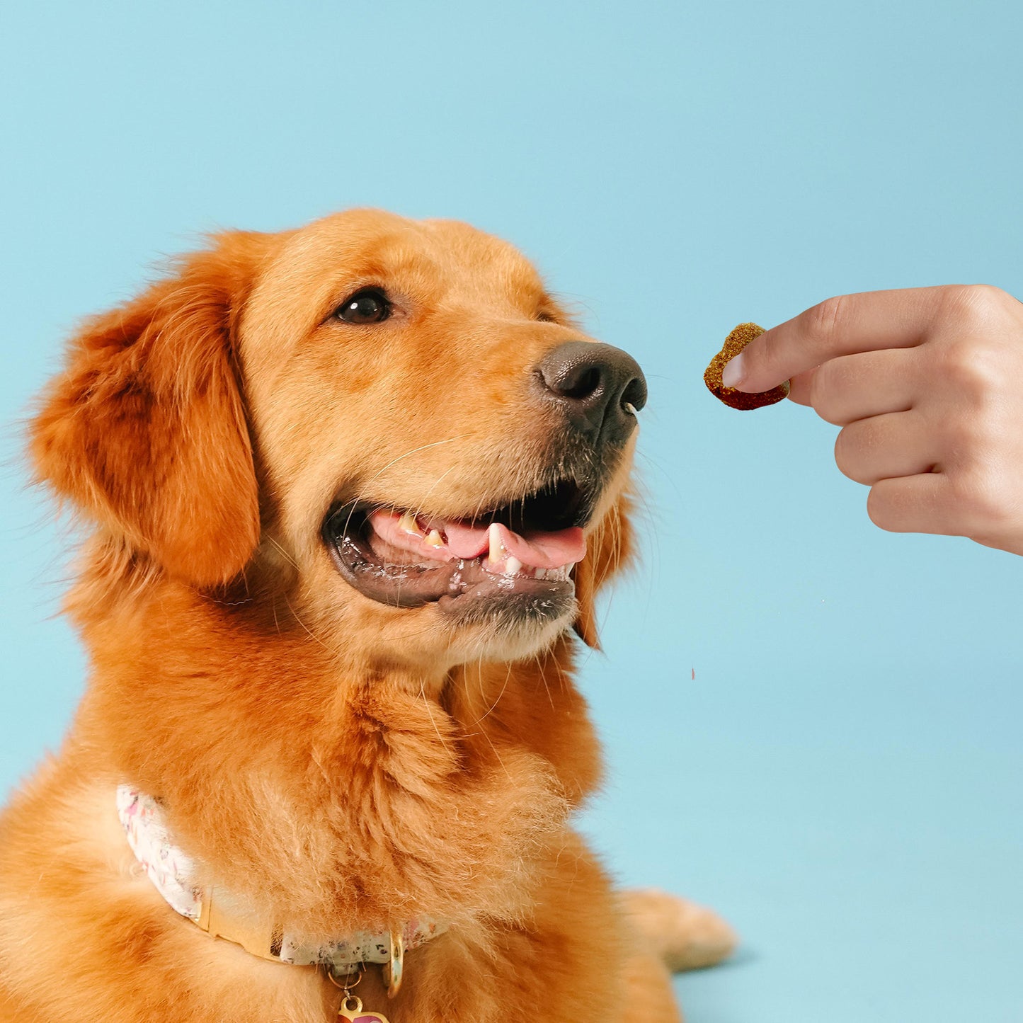All Furr One Senior Dog Bites (75g)