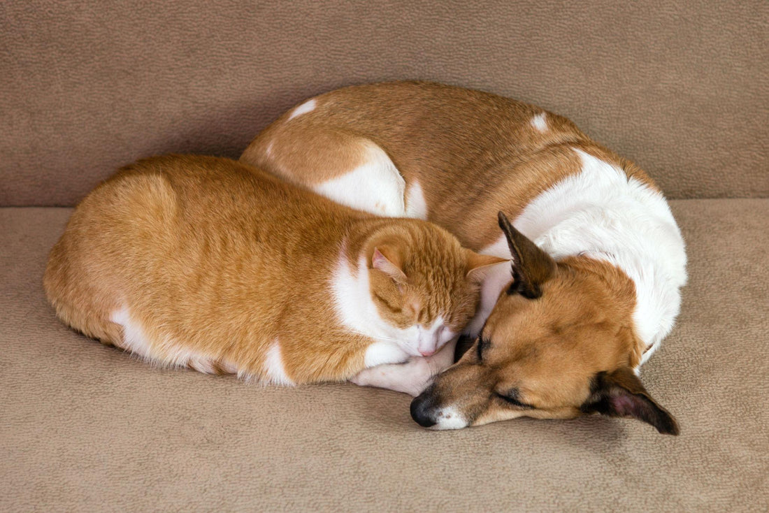 Achieving All-in-One Pet Health: Why Every Dog and Cat Needs a Daily Vitamin
