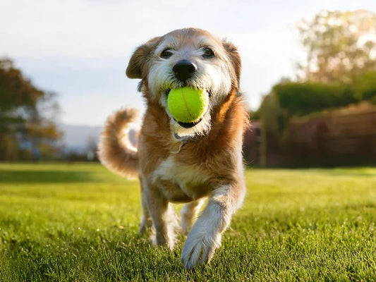 Best Joint Pain Relief for Dogs: A Guide to Restoring Mobility and Playtime