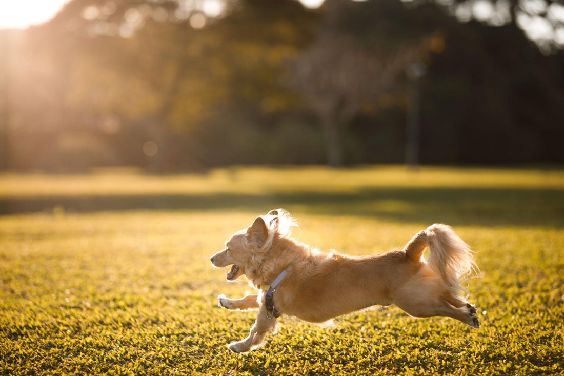 Immune Support for Dogs: Effective Solutions for Long-Term Pet Wellbeing