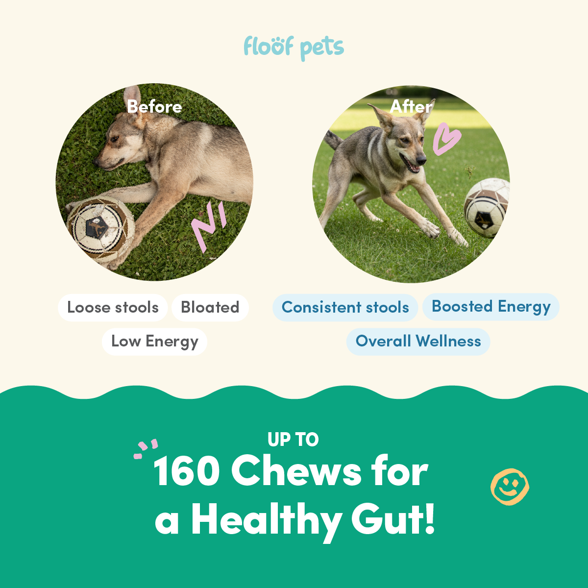 Floof Pets 2-in-1 Pre+Probiotic Support Gut Health 120 Chews (300g) Treat Snack Supplement to Strengthen Digestion & Overall Gut Health