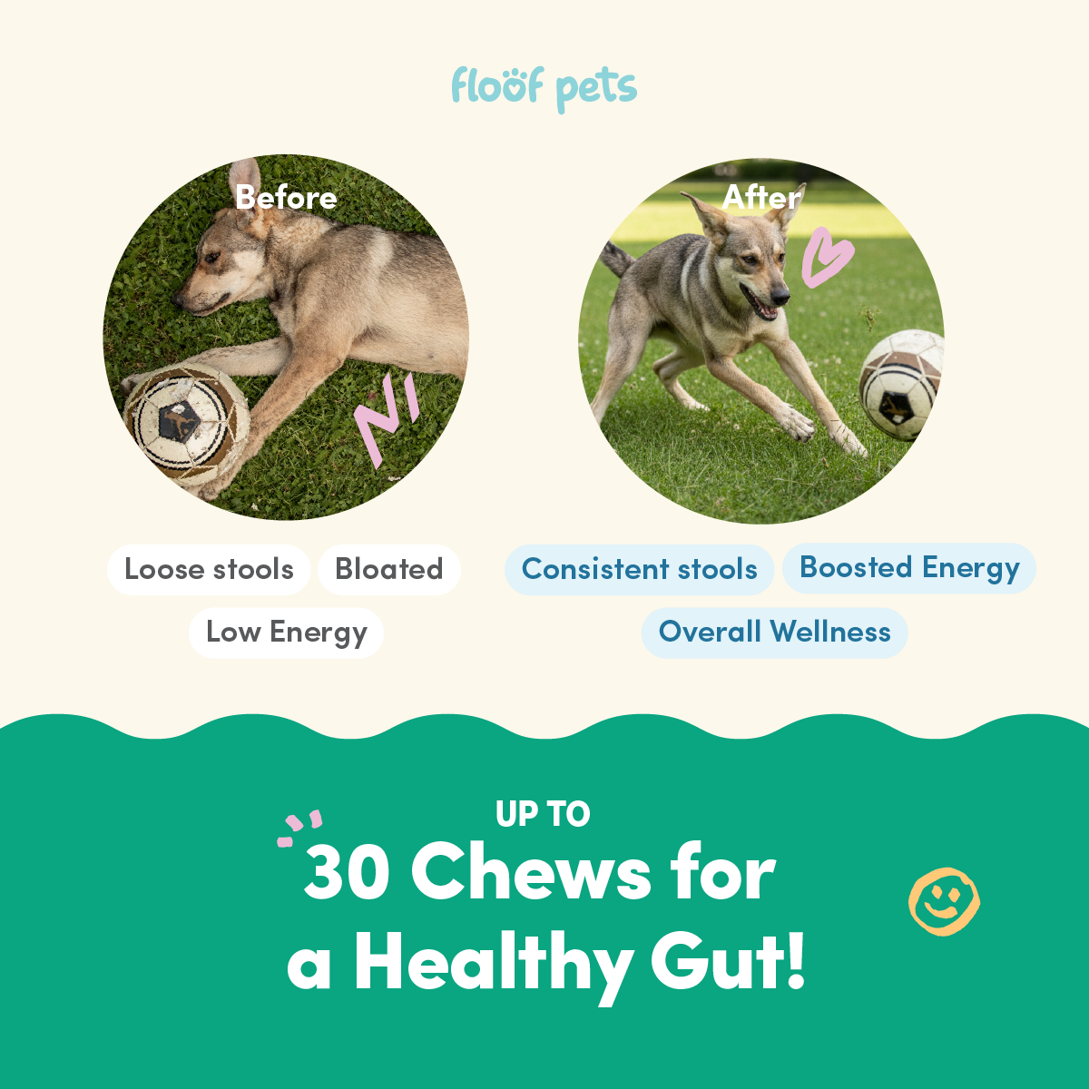 Floof Pets 2-in-1 Pre+Probiotic Support Gut Health 30 Chews (75g)  Treat Snack Supplement to Strengthen Digestion & Overall Gut Health