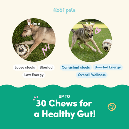 Floof Pets 2-in-1 Pre+Probiotic Support Gut Health 30 Chews (75g)  Treat Snack Supplement to Strengthen Digestion & Overall Gut Health